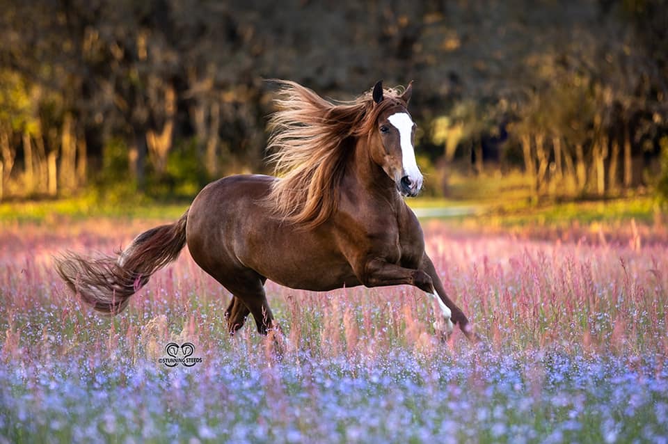 Colombian Chrome - Stunning Steeds